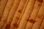 Researchers used ponderosa pine tree core samples to help track Pacific storms over centuries. This is the view of a sanded core under the microscope showing a marker year.