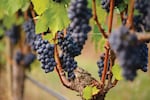 File photo of Oregon wine grapes on a vineyard vine. 