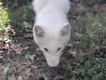 Luna, a female arctic fox, shortly after arriving at the Ochsner Park Zoo in Baraboo, Wis.