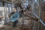 Yurok Tribe condor biologist Evelyn Wilhelm captures A9 for treatment at the Sequoia Park Zoo Condor Care Center in this undated provided photo. 