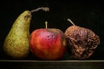 Still life with rotten apples and a pear