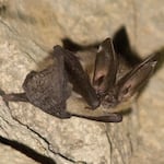 A large-eared bat clinging to a cave ceiling.