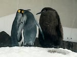 Pesto the king penguin chick, right, mingles in his enclosure at Sea Life Melbourne Aquarium on Friday.