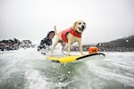 Jeff Nieboer pushes Charlie Surfs Up through the breakers during the World Dog Surfing Championships Saturday, Aug. 2, 2025, in Pacifica, Calif.