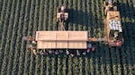 In an aerial view, farm workers harvest broccoli near the U.S.-Mexico border on March 9, 2024 in Yuma, Ariz.