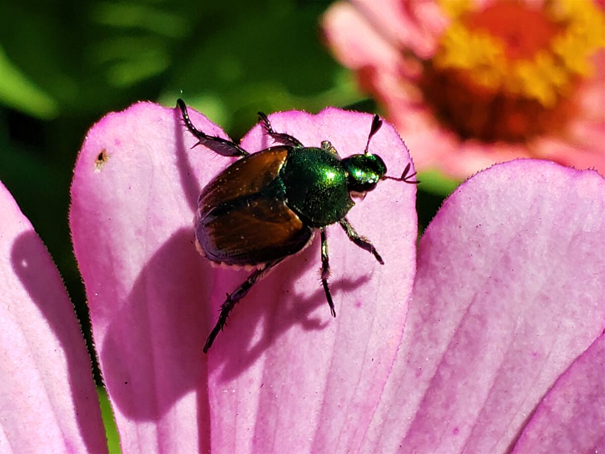 Small but with a big appetite: Japanese beetle looms large for