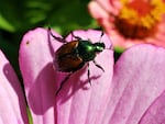 Adult Japanese beetles can take plants like roses, grapes or hops down to the nubs quickly if infested. The beetle comes from Asia, and doesn’t have many predators in Oregon and Washington.