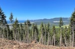 The Sandlake area, pictured here, includes lush forests, sea cliffs, sand dunes and a sprawling estuary. The U.S. Forest Service is in the final stages of approving a mountain biking system here that could draw large amounts of people. Locals fear it could overwhelm the area's residents and environment. Others believe this is the ideal place to mountain bike year-round.