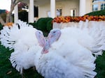 The two national Thanksgiving turkeys, Peanut Butter and Jelly, are photographed in the Rose Garden of the White House before a pardon ceremony last year.