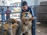 Mahmoud Jumaa embraces a lion evacuated from a zoo in the southern Gaza city of Rafah, in a small enclosure on a cow farm near Khan Younis, Gaza Strip, May 29.