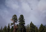 A bird flies nearby as plumes of smoke rise from the Akawa Butte Fire, burning just north of Sisters, Ore., on July 25, 2026.