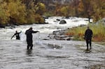 Researchers are conducting a tangle-net survey in a section of the Klamath River in northern California, as part of a comprehensive monitoring since four dams were completely removed from the Klamath River earlier this year.