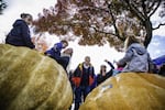 The Pacific Giant Vegetable Growers competed during the weigh-in of their massive pumpkins. Attendees climbed on top of the largest pumpkins that weighed up to 1800 pounds. 