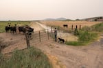 FILE: Justin Grant prepares to move his cattle from a dry grazing field, July 24, 2021, in Klamath Falls, Ore. Drought is forcing water restrictions in the Klamath Basin.