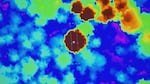 LiDar survey data of southern Oregon's coast range. Dark red dots show trees measuring 100 meters or more.