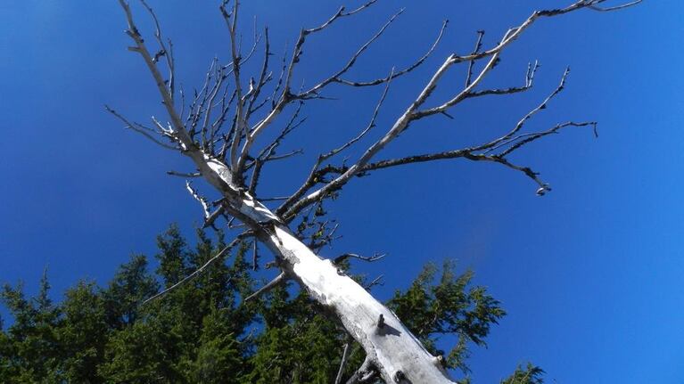 The study predicts new species may spread into subalpine regions. 