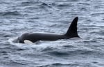 There is growing evidence that suggests there could be a fourth distinct population of orcas living in the deep ocean off Oregon and California. In this file photo taken on Sep. 9, 2021, an orca swims roughly 110 miles west of Bandon, Oregon.