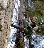 Leo Fischer, pictured here on July 1, 2025, runs a concession called Tree Climbing at Silver Falls. He sends state parks about $3,000 a quarter. That’s 5% of his total revenue, essentially in exchange for the use of the trees, the parking lot and port-a-potties.
