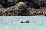 A sea otter floating on his back in the ocean.