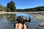 This adult male European green crab was trapped at Deer Harbor on Washington's Orcas Island in June 2026.