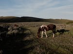 The Kelly Parcel, about 640 acres abutting the Grand Teton National Park, is owned by Wyoming and the state's constitution requires it to raise revenue from state lands. Wyoming uses most of the money for schools and might sell the Kelly Parcel to make more.