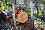 Crew members of the Wilderness Conservation Corps in the Siskiyou Wilderness on the job in a federally designated wilderness area. The crew uses hand tools like 19th century crosscut saws to cut through massive old-growth logs.