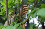 Armani Thomas, a neighborhood tree specialist with the Friends of Trees, inspects buds on a big leaf maple planted at Columbia View Park in Gresham. Friends of Trees regularly monitors the health of trees they have planted in the community, and replaces them if the need arises.