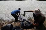 Workers collect dead fish from a river near the port city of Volos, central Greece, Thursday, Aug. 29, 2024, following a mass die-off linked to extreme climate fluctuations.