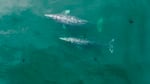 two gray whales viewed from above in the open ocean