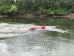 Cindy Werhane swam for 20 straight hours in her attempt to circle Sauvie Island.