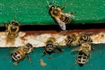 Honey bees are pictured in a beehive in Wehrheim near Frankfurt, Germany, on the 'world bee day' on Tuesday, May 20, 2025. (AP Photo/Michael Probst)