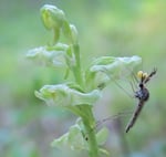 A mosquito feeds from a blunt-leaf orchid. The yellow balls attached to its antenna are balls of pollen, or pollinia. 