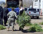 FILE — In this April 14, 2016, file photo, investigators load marijuana plants onto a Colorado National Guard truck outside a suspected illegal grow operation in north Denver. A county in southern Oregon says it is so overwhelmed by an increase in the number and size of illegal marijuana farms that it declared a state of emergency Wednesday, Oct. 13, 2021, appealing to the governor and the Legislature's leaders for help.