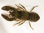 A greyish crayfish