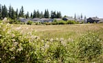 A field with a line of houses in the background.