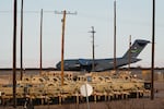 A United States Air Force Boeing C-17 used for deportation flights is pictured at Biggs Army Airfield in Fort Bliss, El Paso, Texas in February 2025.