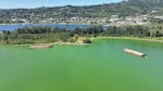 The algae bloom forming around Ross Island Lagoon in the Willamette River on Monday morning.