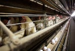 FILE - Chickens stand in their cages at a farm, in Iowa, Nov. 16, 2009. A case of avian influenza was reported in Clackamas County this week, after which about 150,000 chickens were euthanized.