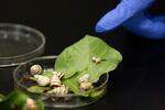 Achatinella fulgens, a snail species, sits on a petri dish. Sischo and his team were only able to find six remaining Achatinella fulgens in the wild. Now in captivity, their population is slowly growing.