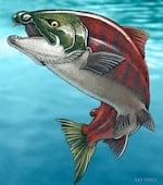 This illustration by Ray Troll depicts Oncorhynchus rastrosus. The researchers believe that their tusk-like teeth were useful when they swam upstream to spawn.