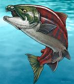 This illustration by Ray Troll depicts Oncorhynchus rastrosus. The researchers believe that their tusk-like teeth were useful when they swam upstream to spawn.