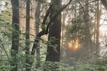 Sun shines through a patch of urban forest on the Shoreline Community College campus in Shoreline, Washington, on June 5, 2025.