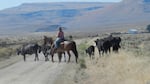 Jeanette Yturriondobeitia lost 132 head of cattle to the Long Draw wildfire. The fire was considered under control by the weekend.