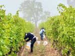 Workers harvest grapes at Ridgecrest Vineyards near Newberg, Oregon.