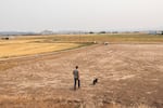 FILE: Justin Grant walks through a dry field last July that he was unable to irrigate because of low water supply, in Klamath Falls, Ore.