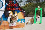 Corgi-themed head-in-the-hole cardboard cutouts and college-themed frames were set out for corgis to photograph with. The theme of the 2016 Oregon Corgi Beach Day was "The Corgi Invasion."