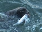New research suggests sea lions are eating more salmon in the Columbia River than previously thought.