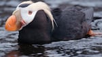 FILE - Tufted puffins live most their lives at sea, only coming near the shore to nest on sea rocks during the summer mating season.