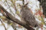 A great horned owl sits in a tree at the Massapequa Preserve in New York on April 23, 2024.