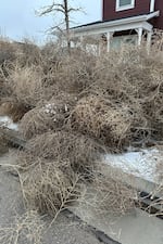 Tumbleweeds appear in front of a home in South Jordan, Utah, on Tuesday, March 5, 2024. The suburb of Salt Lake City was inundated with tumbleweeds after a weekend storm brought stiff winds to the area.   The gnarled icon of the Old West rolled in over the weekend and kept rolling until blanketing some homes and streets in suburban Salt Lake City. (AP Photo/Brady McCombs)